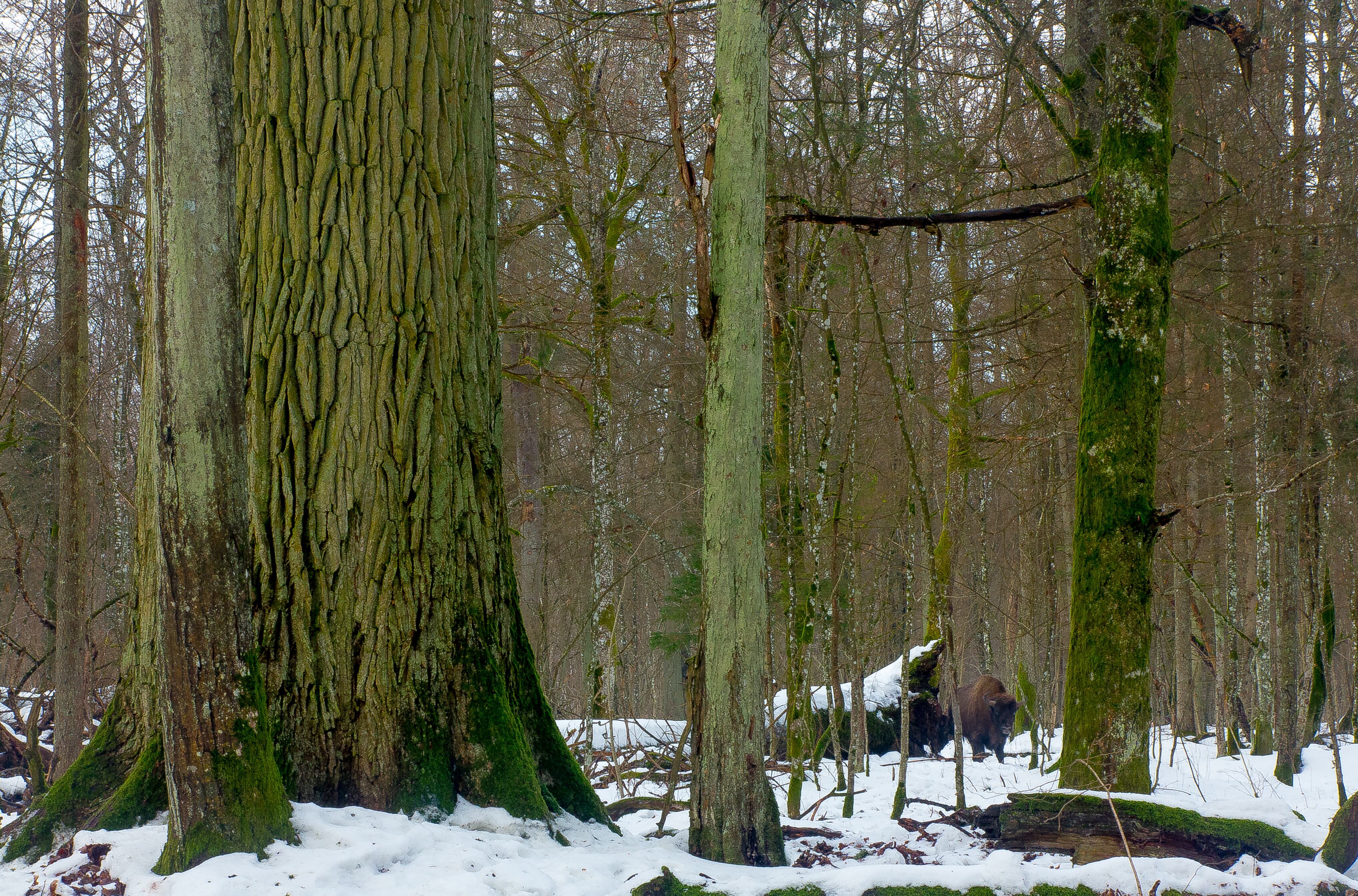 El bosque de Bialowieza (Polonia) nevado. 