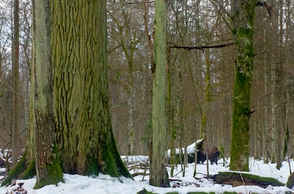 El bosque de Bialowieza (Polonia) nevado. 