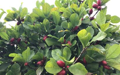 Baya 'Synsepalum dulcificum'.