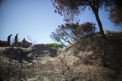 Aparecen algunas islas verdes de coníferas que se salvaron. Y a pocos centímetros del suelo, de cuando en cuando se ve algún matorral, esparraguera o incipientes alcornoques verdes.