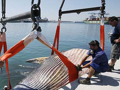 La autoridad portuaria evacua a la ballena, ya sin vida, en el puerto de Barcelona