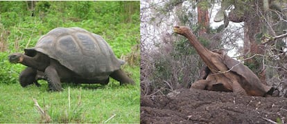 Tortuga gigante con caparazón de domo (izquierda) y con caparazón de silla de montar (derecha).