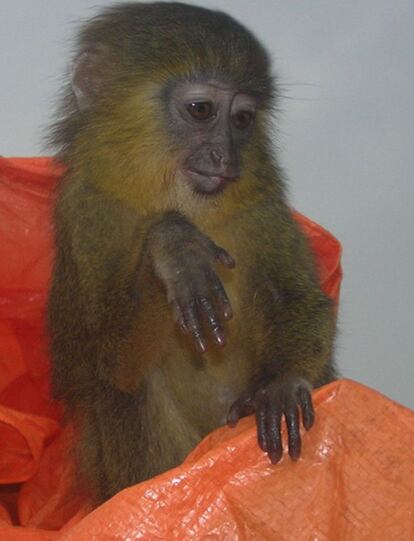 Ejemplar joven de mono de la cara de búho (‘C. hamlyni’), la especie más próxima al lesula.