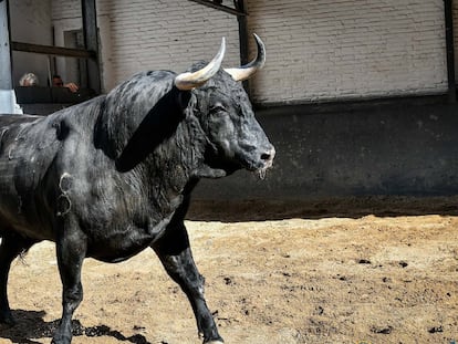 El toro 'Jaleante', de El Vellosino, lidiado en tercer lugar el domingo 2 de julio, en Las Ventas.