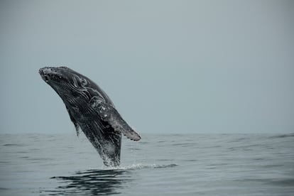 Una ballena en el cercano Parque Nacional Marino Ballena, ubicado en el distrito de Bahía Ballena.