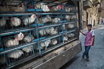 Un camión con pollos vivos recorre las calles del bario de Tarlabasi una vez a la semana. Los vecinos que los adquieren matan a los animales en la calle.