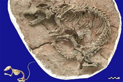 Un fósil del <i>repenomamos giganticus</i>, comparado con el esqueleto de una musaraña de árbol actual.