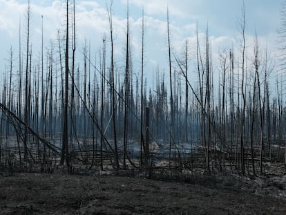 Árboles quemados cerca del río Hay, en el noroeste de Canadá, el jueves.