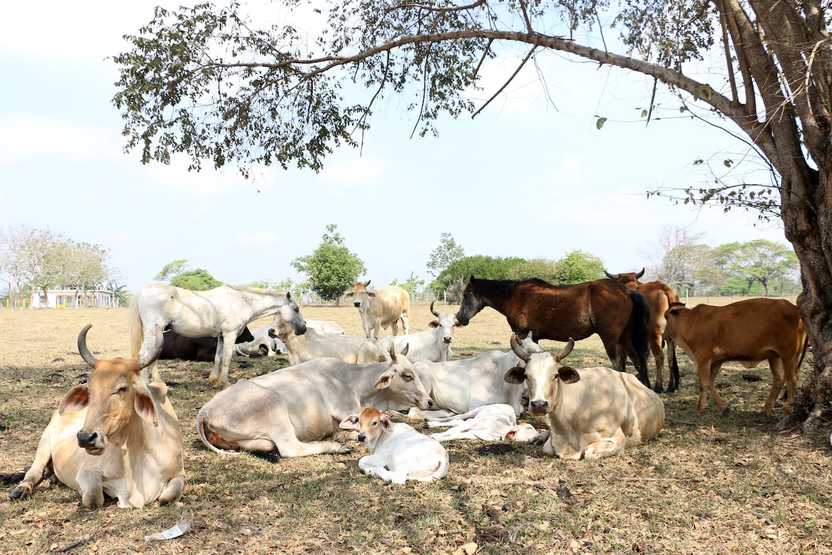 The United States suspends imports of Mexican livestock due to a positive case of screwworm in Chiapas