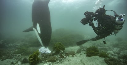 El fotógrafo Brian Skerry contempla a una orca cazando una orca en el documental 'Los secretos de las ballenas'.