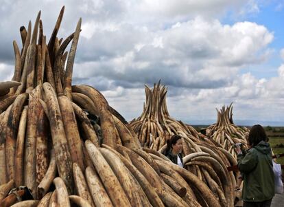 Los turistas posan al lado de algunas de las reservas ilegales de colmillos de elefante apilados para ser quemados en el Parque Nacional de Nairobi.