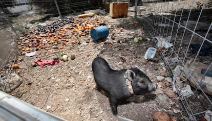 Un cerdo vietnamita en Benidorm.