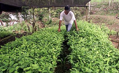 Un cultivador examina plantas de coca cerca de La Hormiga, en el departamento colombiano de Putumayo.