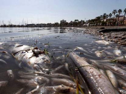 Peces muertos en una playa del mar Menor, en Murcia, en octubre de 2019.