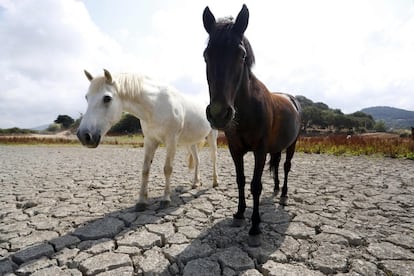 Dos caballos caminan por un campo seco en Bastelicaccia (Córcega).