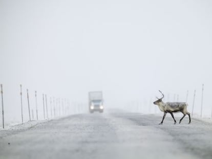 Um caribu cruza a Dalton Highway, também chamada de Haul Road, no Alasca.