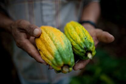 Producción de cacao en Bolivia. / PATRICIO CROOKER-INTERMÓN OXFAM