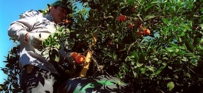 Trabajadores del campo recogiendo naranjas.