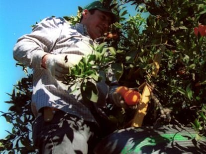 Trabajadores del campo recogiendo naranjas.