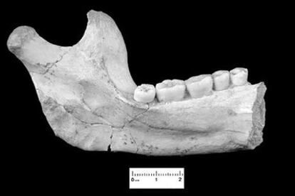 La mandíbula de 800.000 años hallada en Atapuerca.