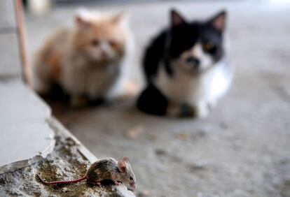 En la imagen, dos gatos observan a un ratón en la ciudad de Kuwait.