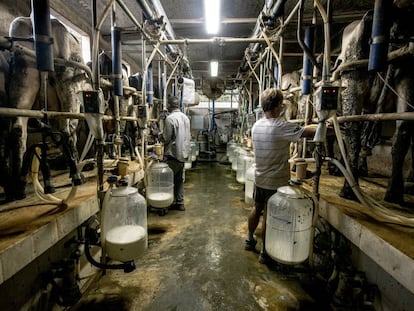 Ala de ordeño de una granja de producción de leche ecológica en Girona.