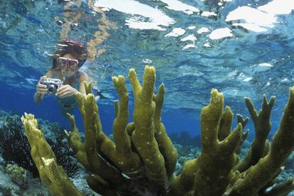 El Caribe es un mar con miles de islas y zonas de buceo fantásticas. La isla de Bonaire (en la foto) es quizá una de las más populares para practicar este deporte al estar rodeada de arrecifes de coral muy próximos a la costa, habitados por innumerables especies marinas. El Parque Nacional Marino de Bonaire, que ocupa todo su litoral, ha sido declarado patrimonio mundial.