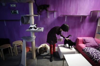 Eva Aznar, con tres de los inquilinos de La Gatoteca, el primer 'cat cafe' que abrió en Madrid, en el barrio de Lavapiés.