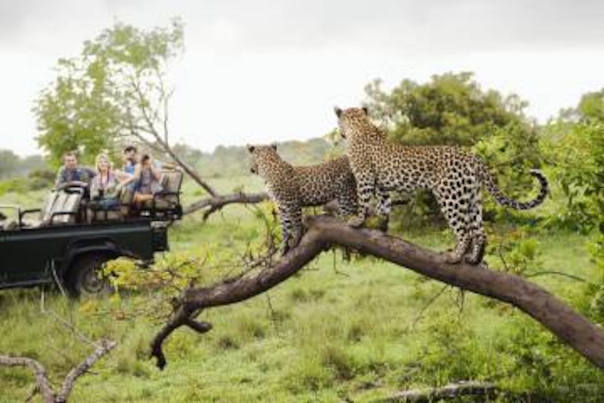 Excursion Para Cazar O Ver Animales Salvajes