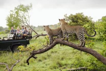 Dos leopardos en el parque nacional de Kruger (Sudáfrica).