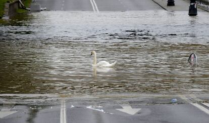 Un cisne nada por una calle inundada de la ciudad de Praga, República Checa, el 3 de junio del 2013.
