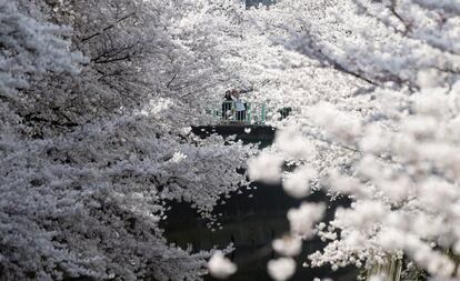 Els japonesos gaudeixen aquests dies del 'sakura', l'època dels cirerers florits. Famílies i amics es reuneixen a l'ombra d'aquests arbres per donar la benvinguda a la primavera. Aquest costum cada vegada atreu més turistes. A la imatge, flors de cirerer en un parc de Tòquio (Japó).
