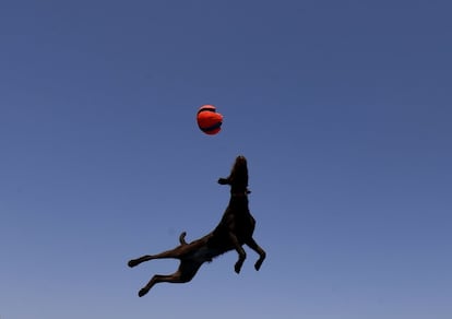 Pro, un perro de la raza Poodle Pointer, trata de atrapar su juguete durante la competencia de Splash Dogs en la America's Family Pet Expo en Costa Mesa, California (EE UU), el 28 de abril de 2018.