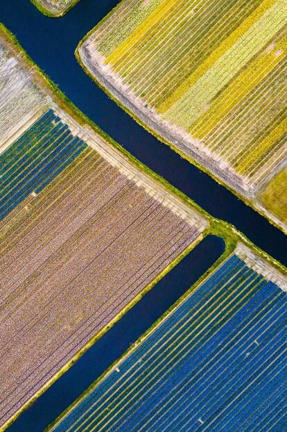 Imagen realizada con drone de los campos de tulipanes en la ciudad de Lisse (Holanda).
