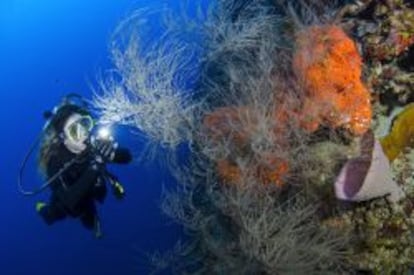 Los arrecifes de coral de La Caleta.