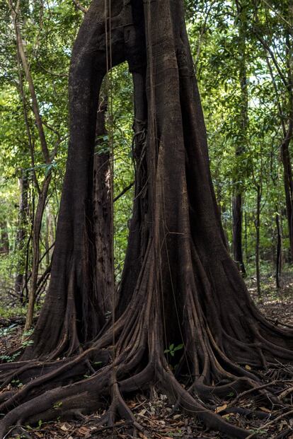 El pie de un árbol tropical. Cuando el agua sube, algunos peces crían en los recovecos de las raíces.