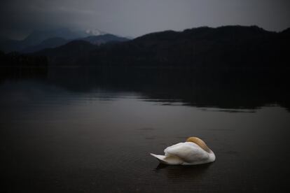 Hoje é o Dia da Terra, data que pretende conscientizar sobre problemas ambientais como a mudança climática ou a conservação de espécies. Na imagem, um cisne descansa no lago Weissensee em Fuessen (Alemanha), em 5 de abril de 2016.