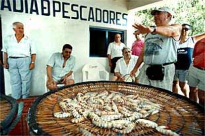 Subasta de langostinos en Guardamar del Segura.