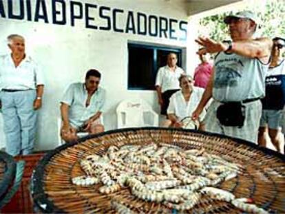 Subasta de langostinos en Guardamar del Segura.