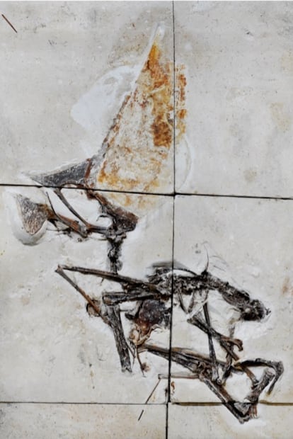 Imagen del fósil completo del 'Tupandactylus navigans'.