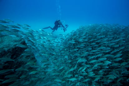 Un submarinista junto a un banco de peces en las profundidades del océano Atlántico en Tenerife (Canarias).