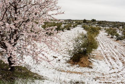 Ametllers florits, amb la neu de fons. 