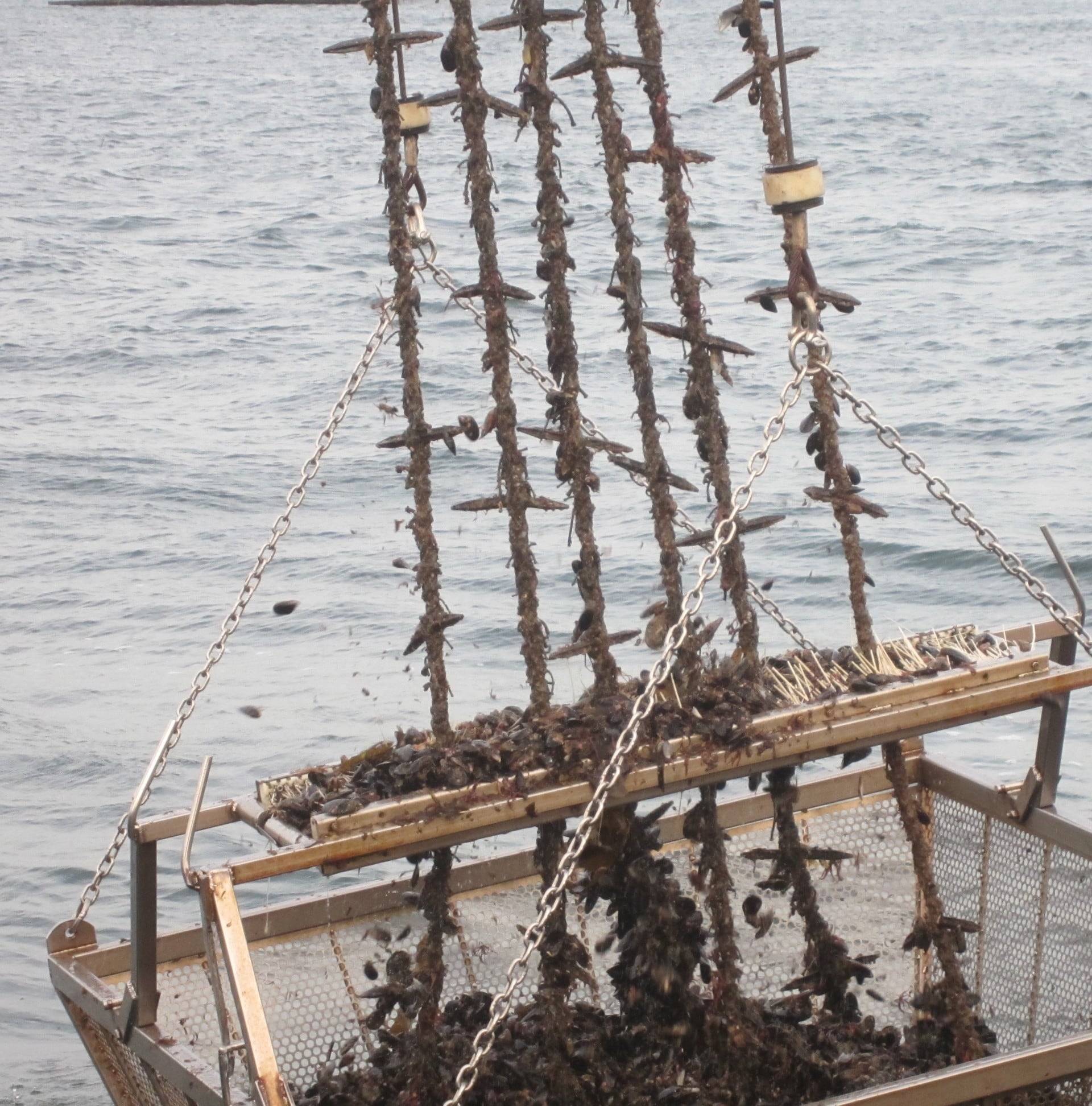 Hay más plásticos que los ‘pellets’ en el mar de Galicia: los palillos de batea del mejillón se les atragantan a los ecologistas