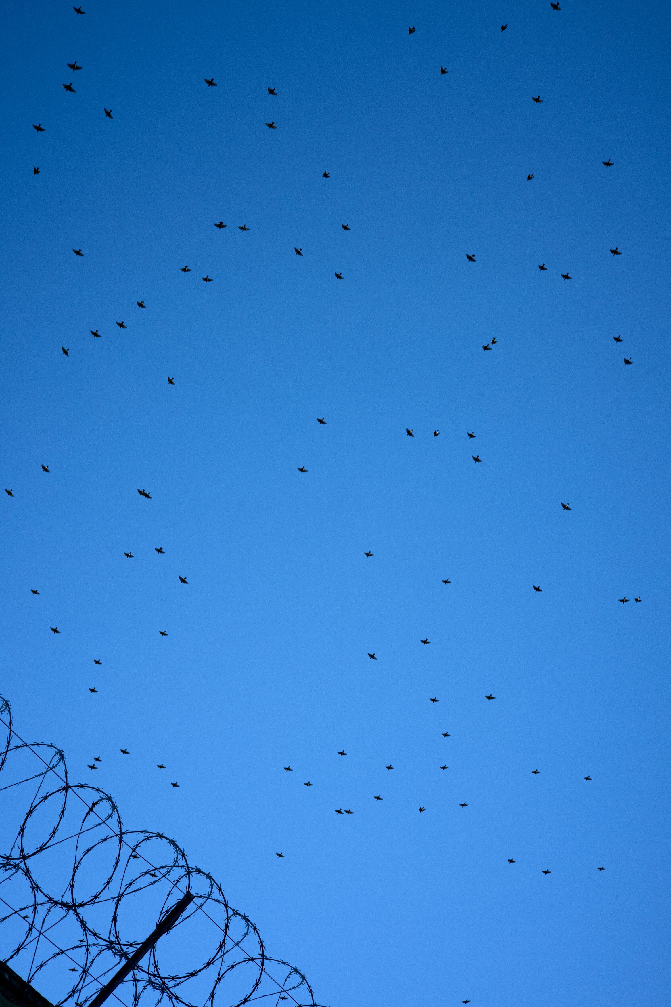 Una bandada de pájaros vista desde el patio del módulo I en una tarde de invierno.