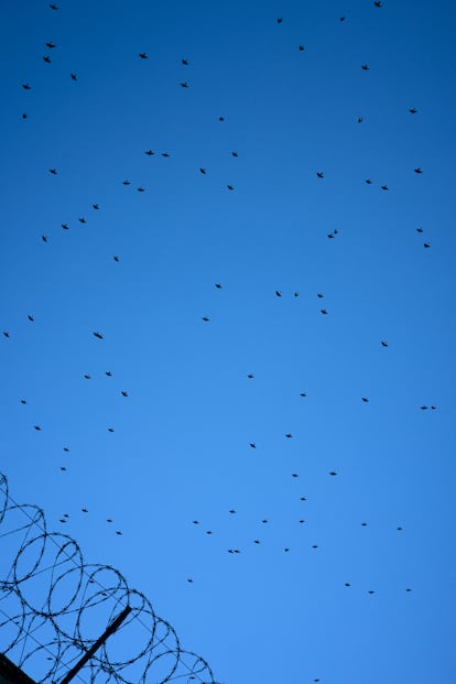 Una bandada de pájaros vista desde el patio del módulo I en una tarde de invierno.
