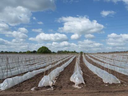 Plantación de judías en enormes explotaciones bajo plástico en Hartlebury, Inglaterra. 