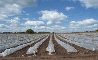 Plantación de judías en enormes explotaciones bajo plástico en Hartlebury, Inglaterra. 