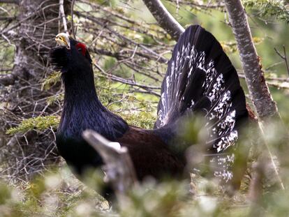 Un urogallo de la subespecie de los Pirineos de la población de Cataluña.