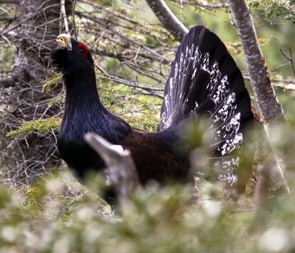 Un urogallo de la subespecie de los Pirineos de la población de Cataluña.