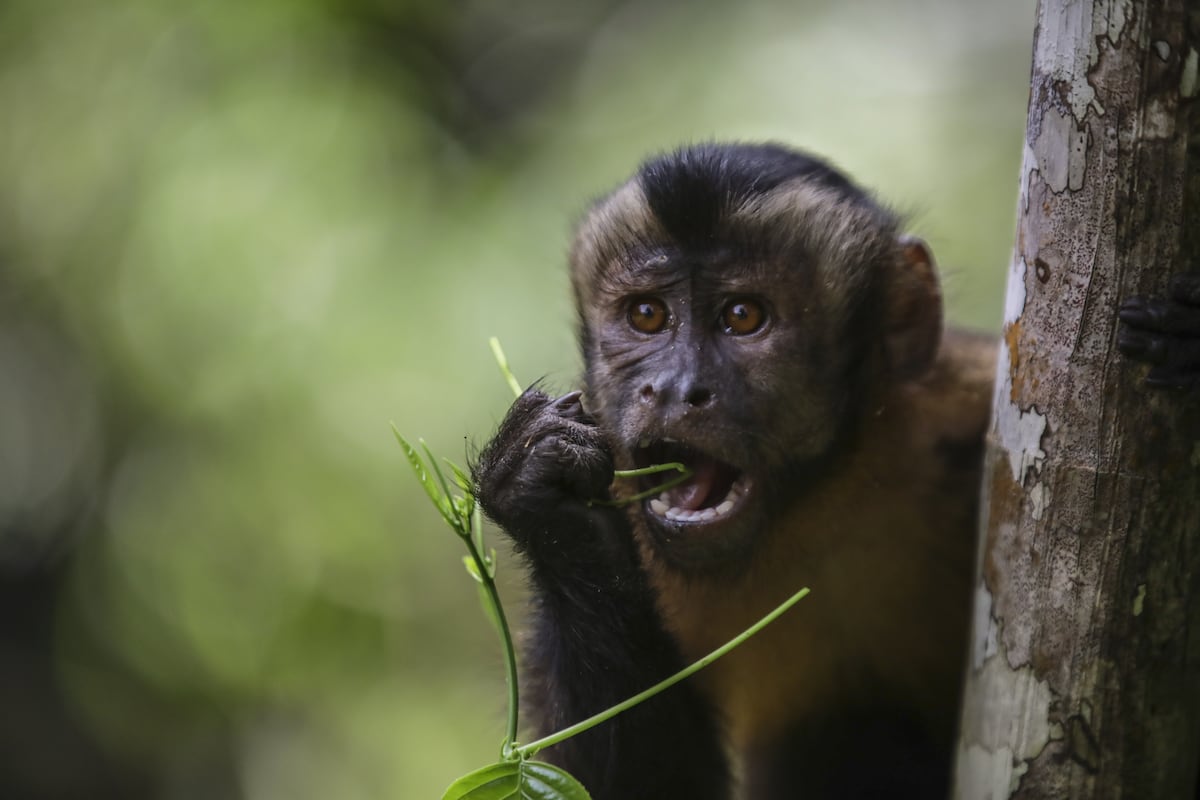 ¿Es el fin de los experimentos con monos? La lucha contra la malaria en el Amazonas